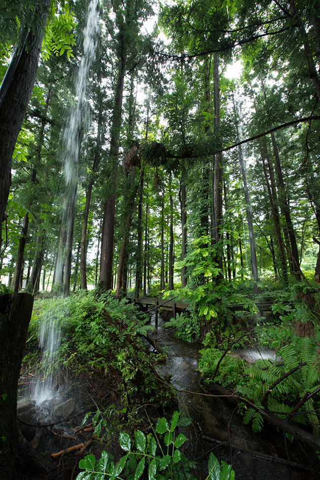 Trieb ─ Forest in Rain ─